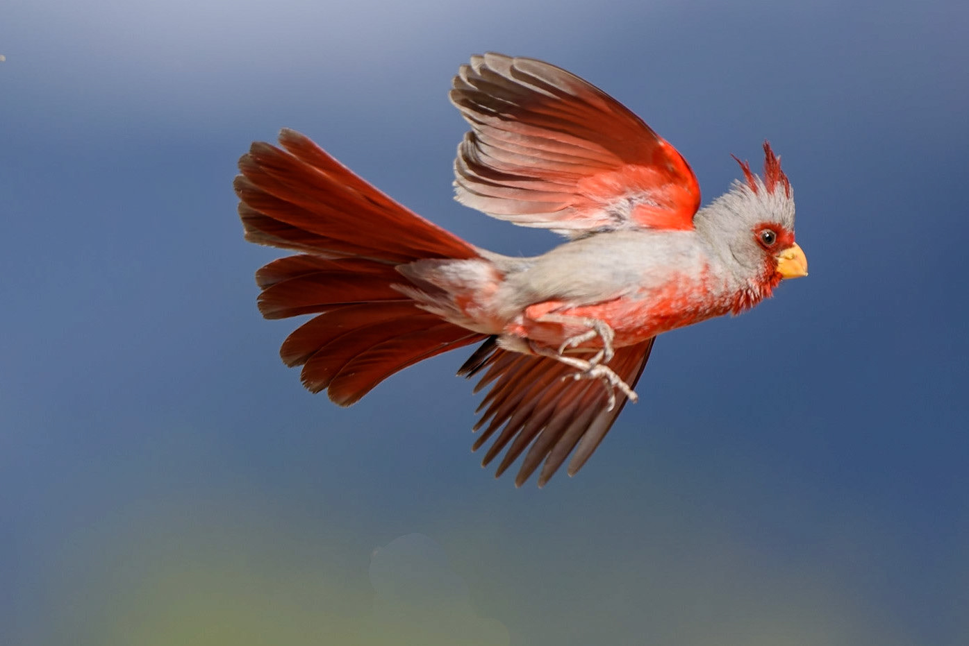 Pyrrhuloxia, Cardinalis sinuatus