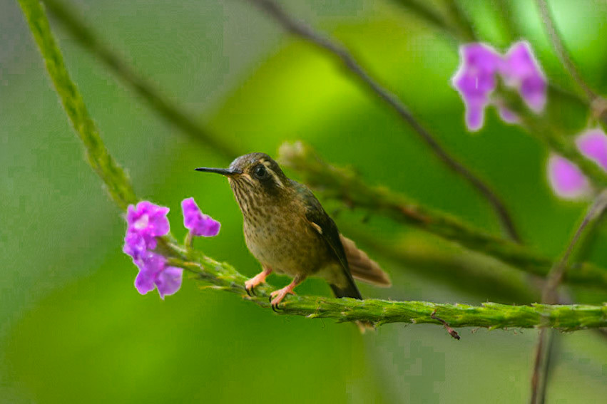 Speckled Hummingbird, Adelomyia melanogenys