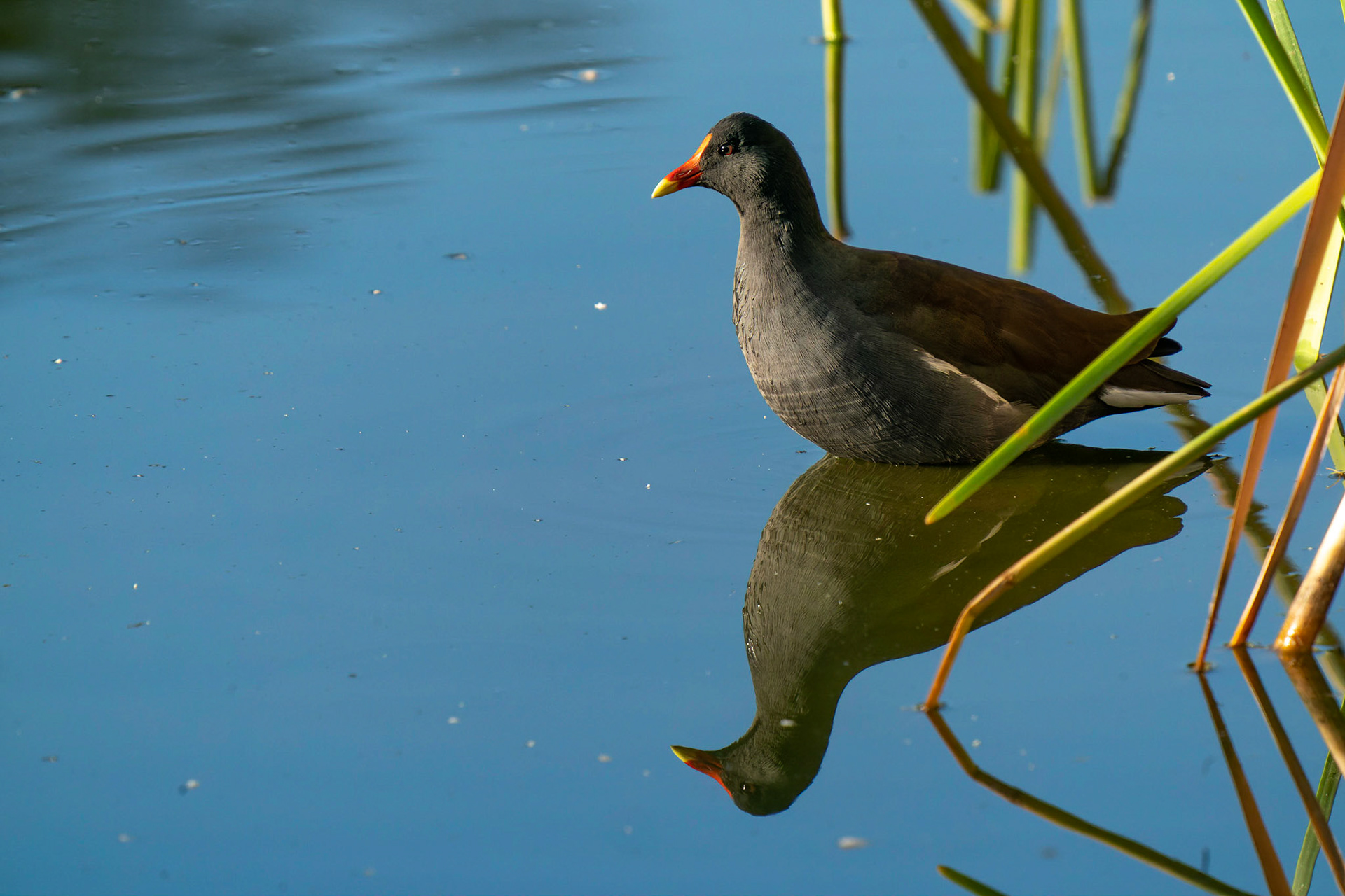 Common Gallinule, Gallinula galeata