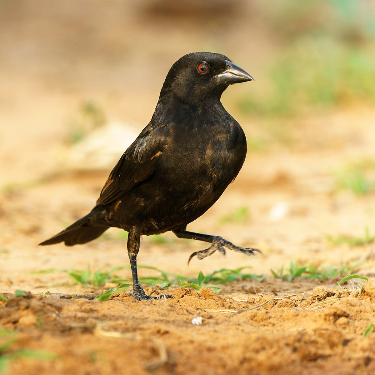 Bronzed Cowbird, Molothrus aeneus