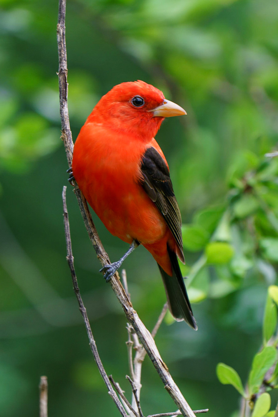 Scarlet Tanager, Piranga olivacea
