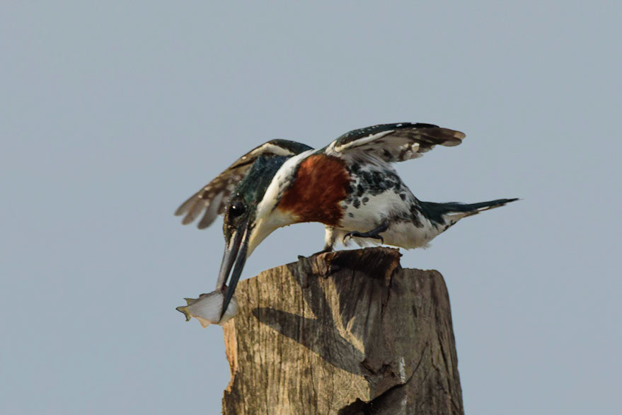 Green Kingfisher, Chloroceryle americana
