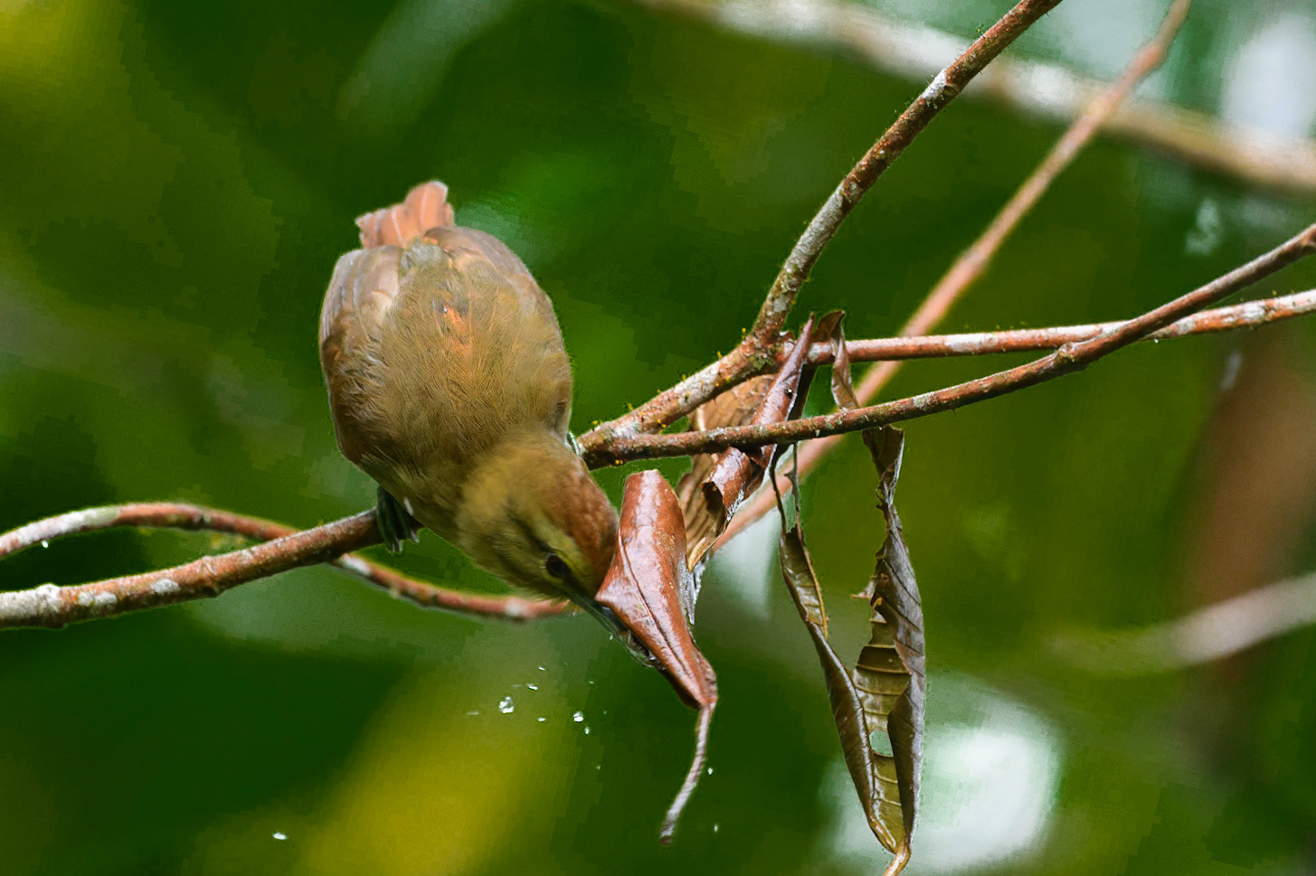 Plain-brown Woodcreeper, Dendrocincla fuliginosa