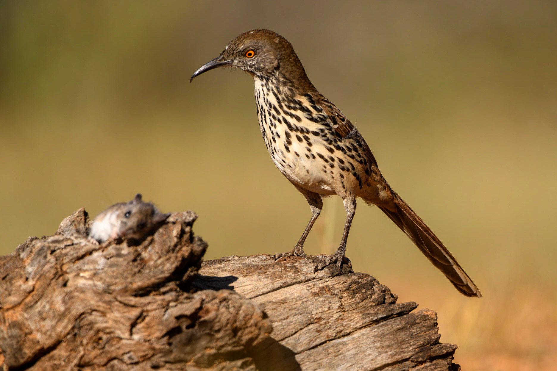 Long-billed Thrasher, Toxostoma longirostre