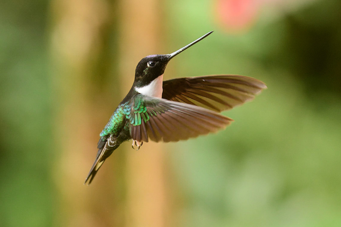 Collared Inca, Coeligena torquata