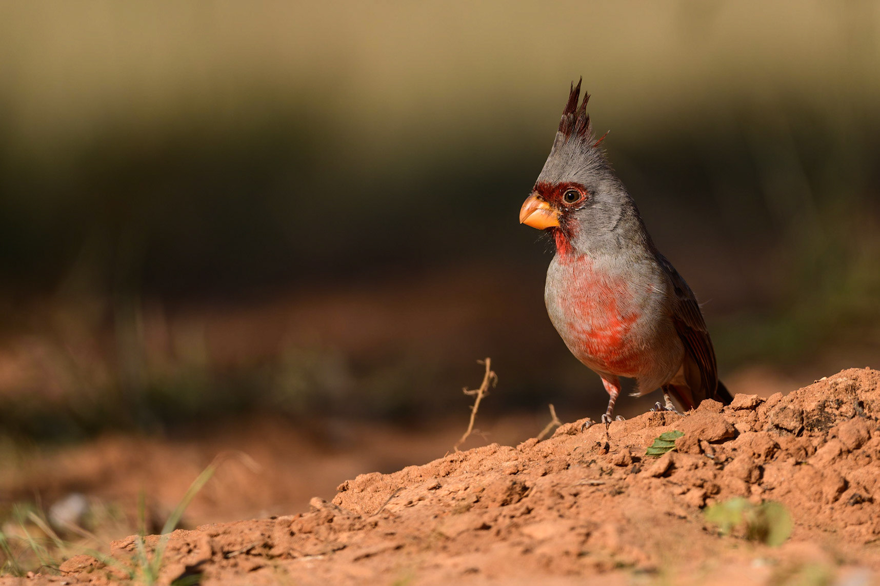 Pyrrhuloxia, Cardinalis sinuatus