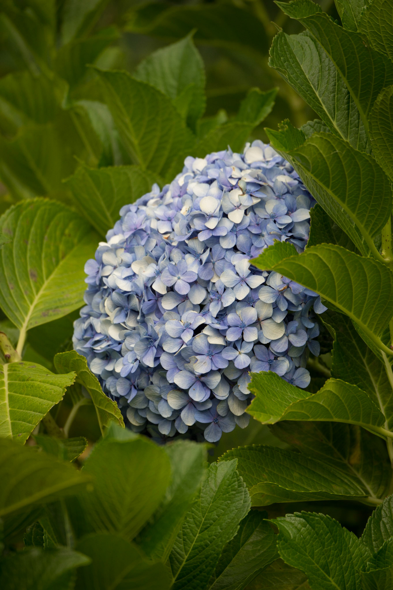 Mophead Hydgrangea, Hydrangea macrophylla