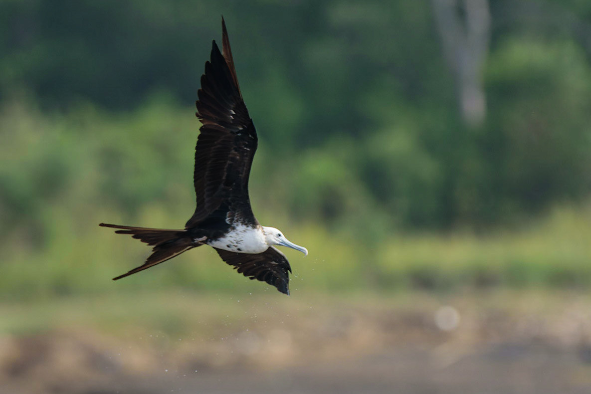 Magnificent Frigatebird, Fregata magnificens