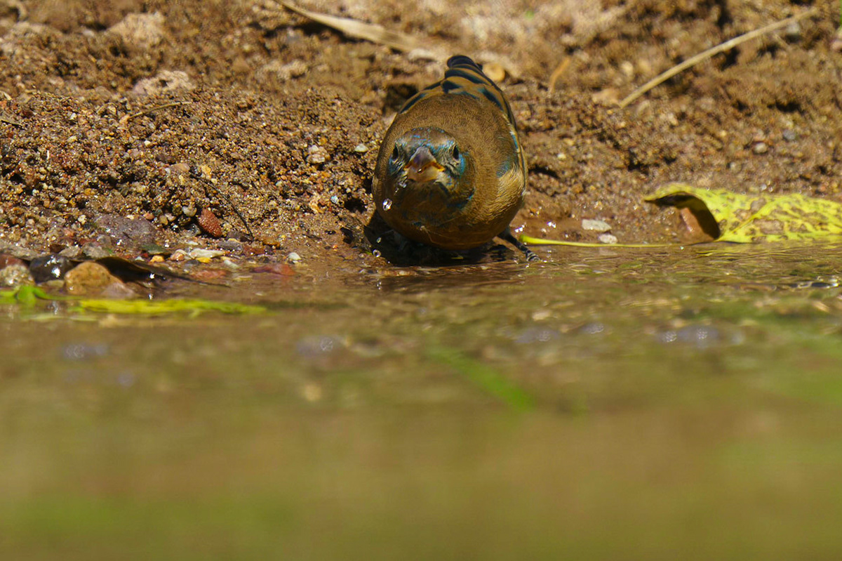 Lazuli Bunting, Passerina amoena