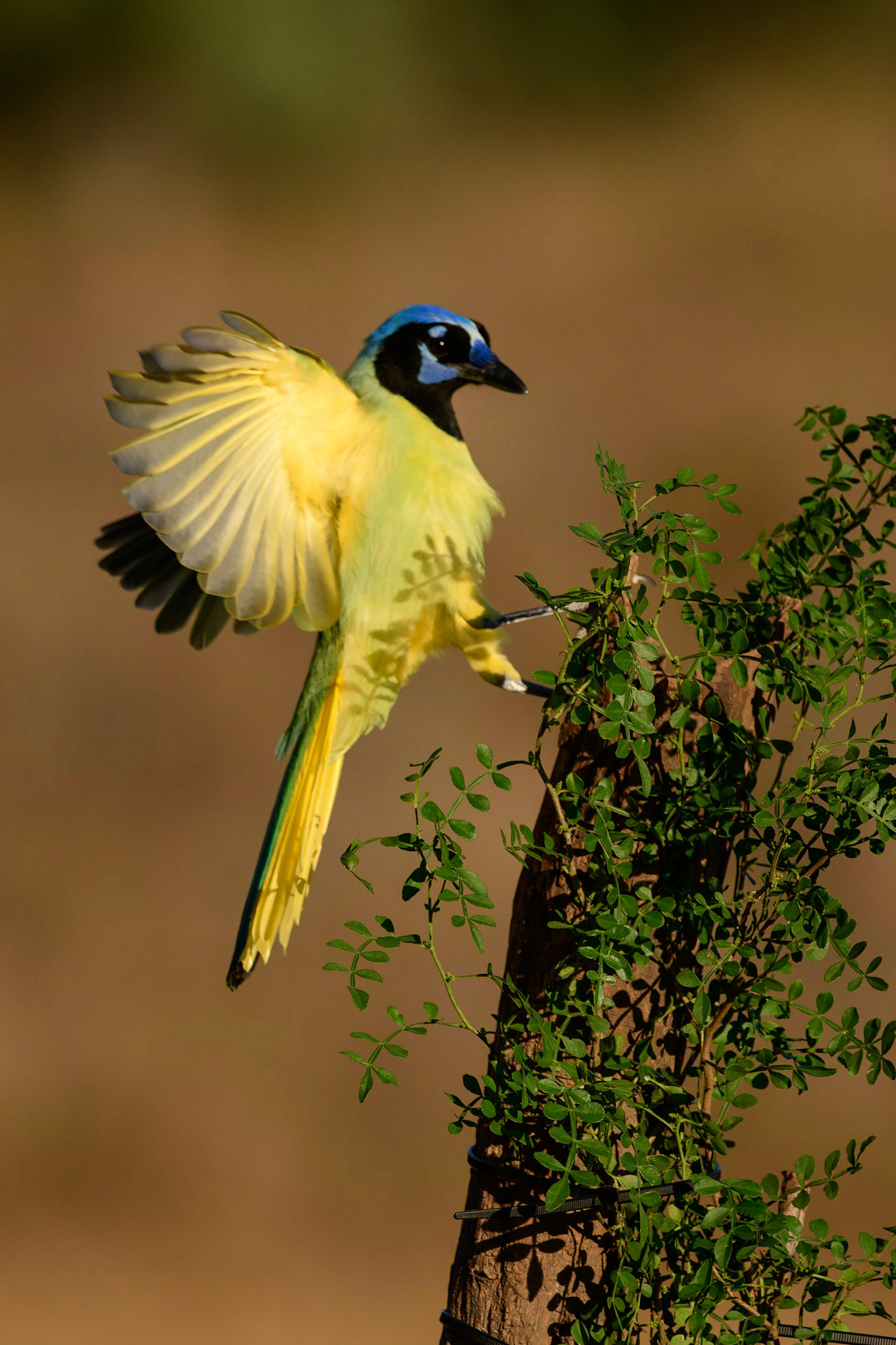 Green Jay, Cyanocorax yncas