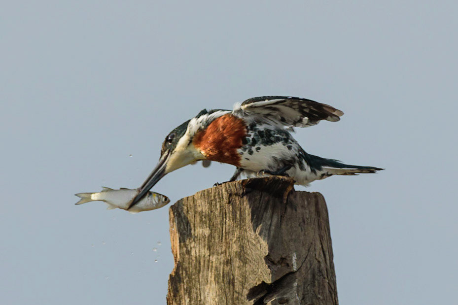 Green Kingfisher, Chloroceryle americana