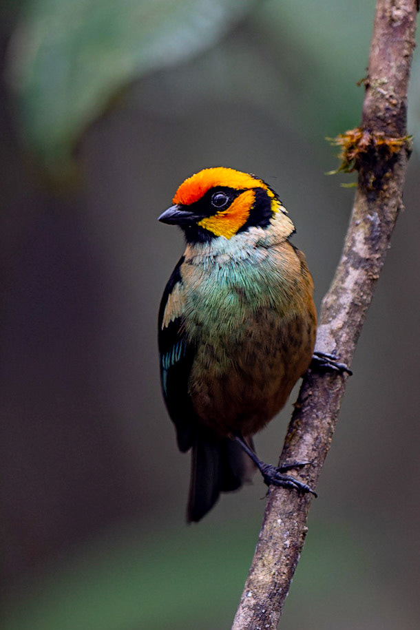 Flame-faced Tanager, Tangara parzudakii