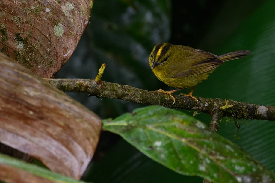 Golden-bellied (Choco) Warbler, Myiothlypis chrysogaster
