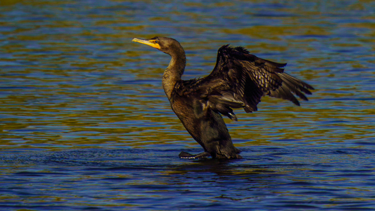 Double-crested Cormorant (Female), Nannopterum auritum