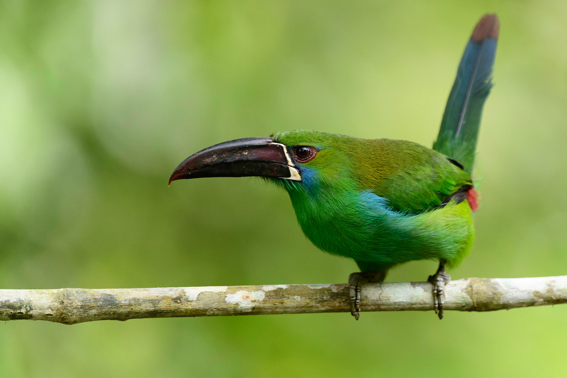 Crimson-rumped Toucanet, Aulacorhynchus haematopygus