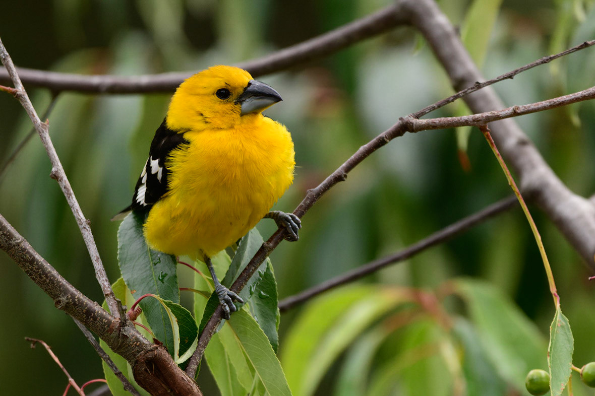 Golden Grosbeak, Pheucticus chrysogaster. Also Southern Yellow Grosbeak