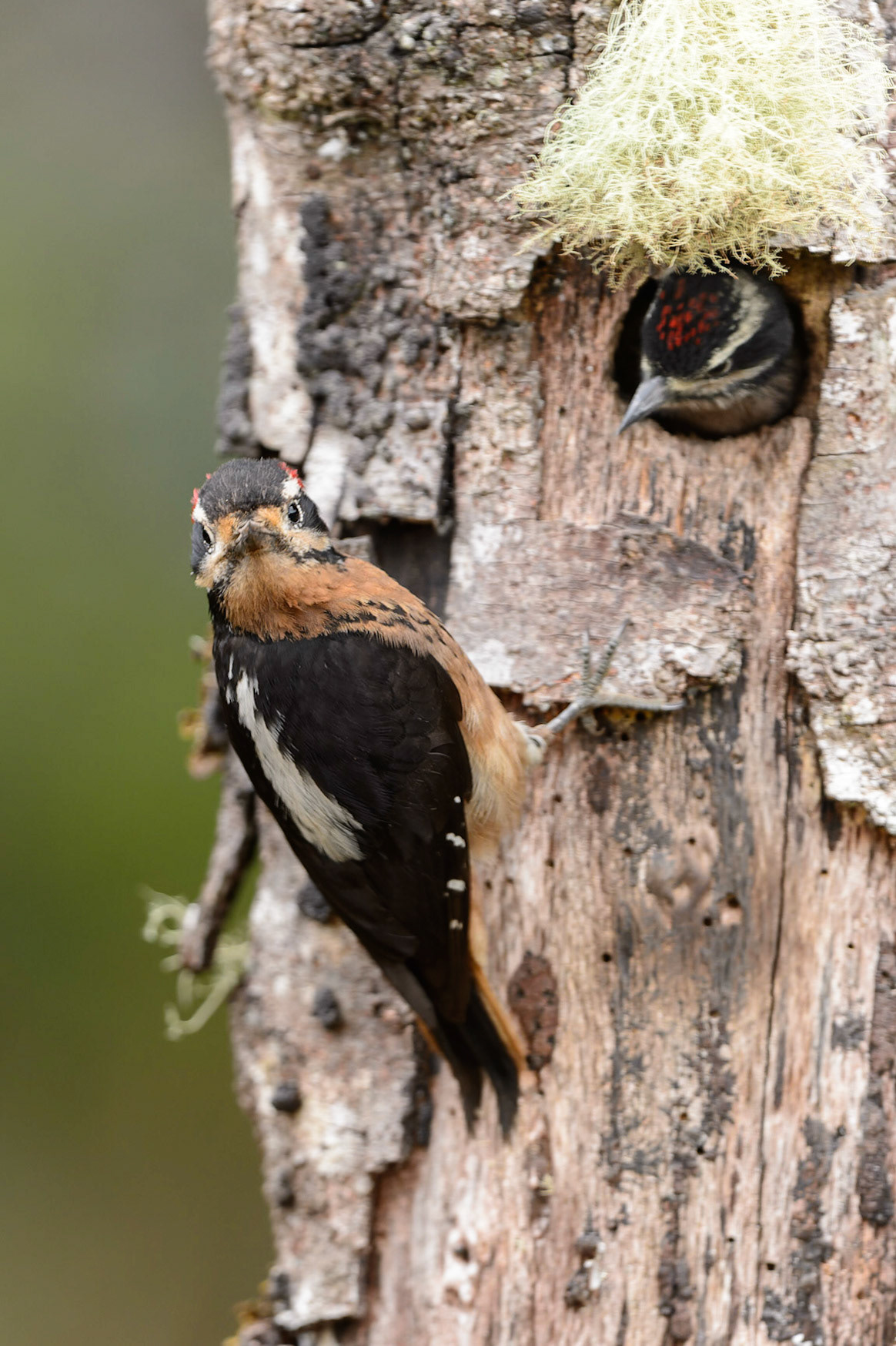 Hairy Woodpecker, Picoides villosus
