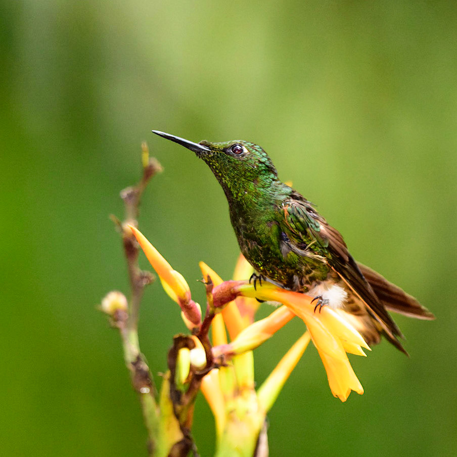 White-booted Racket-tail, Ocreatus underwoodii