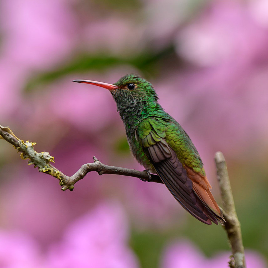 Rufous-tailed Hummingbird, Amazilia tzacatl