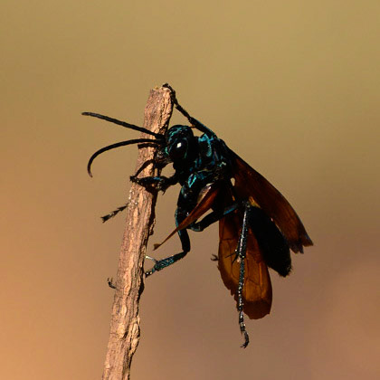 Thisbe's Tarantula-hawk Wasp, Pepsis thisbe