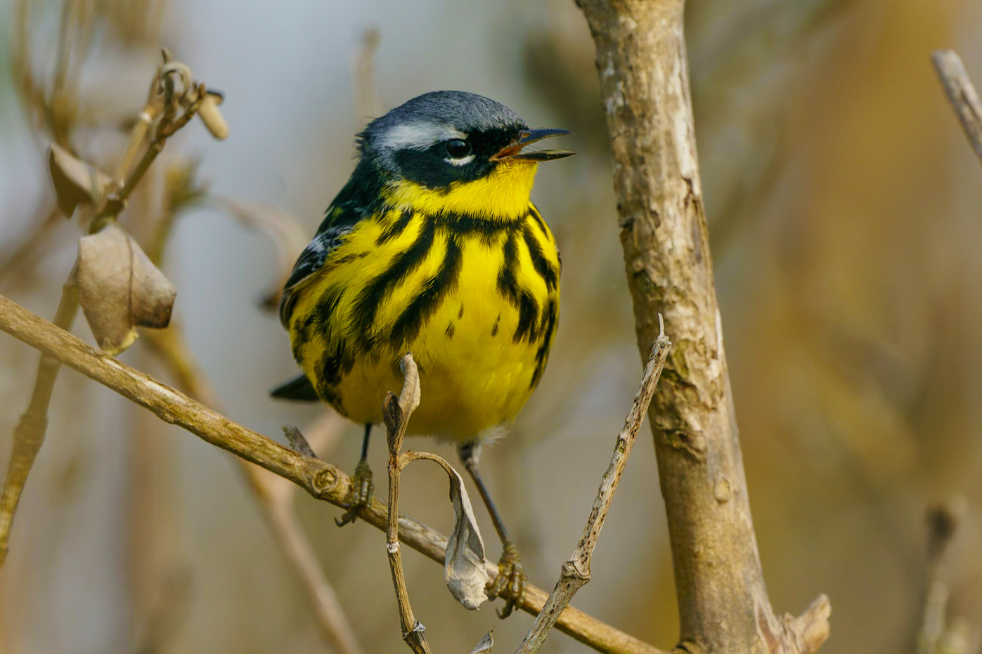 Magnolia Warbler, Setophaga magnolia
