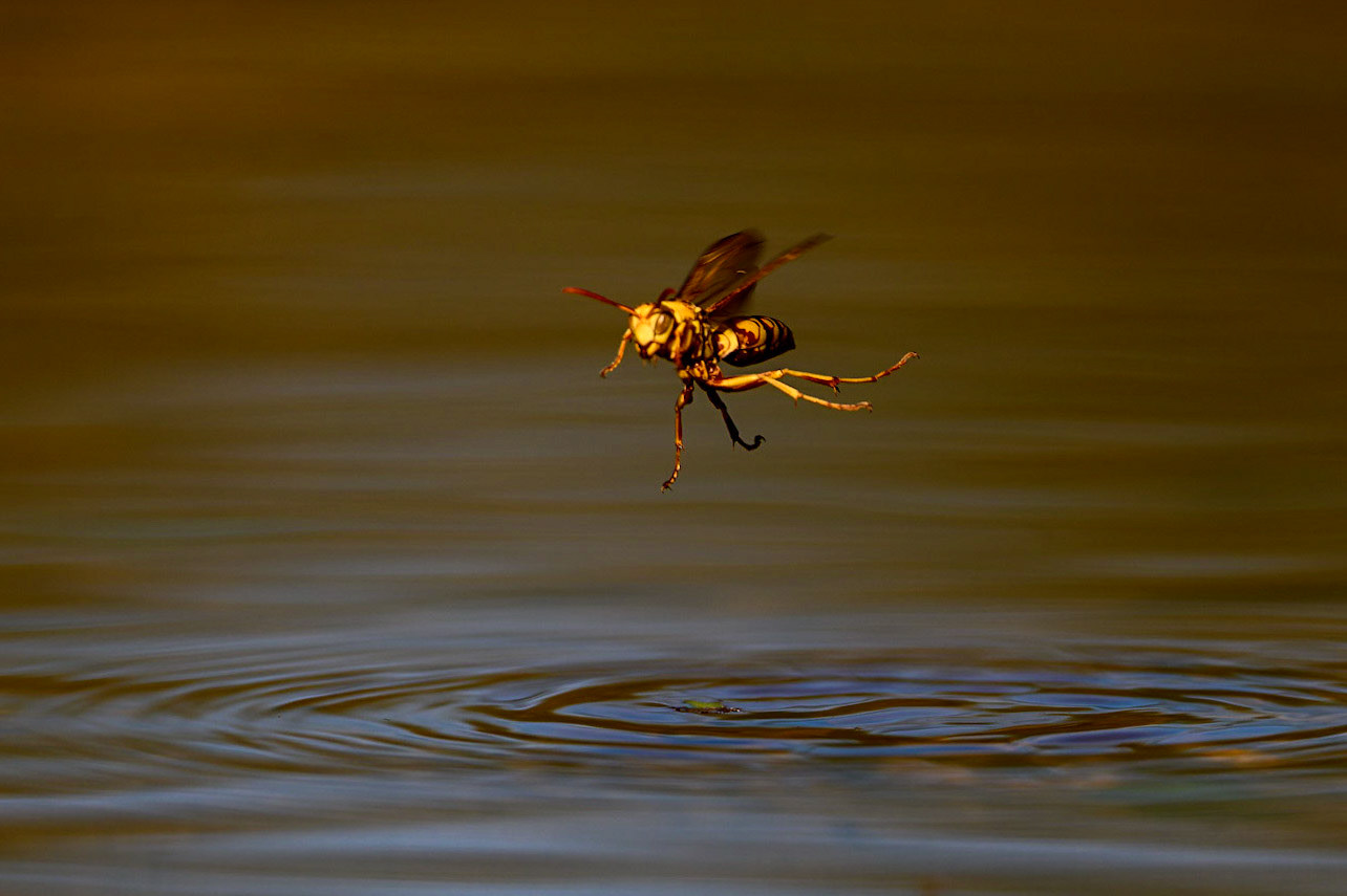 South Texas paper wasp, Polistes apachus
