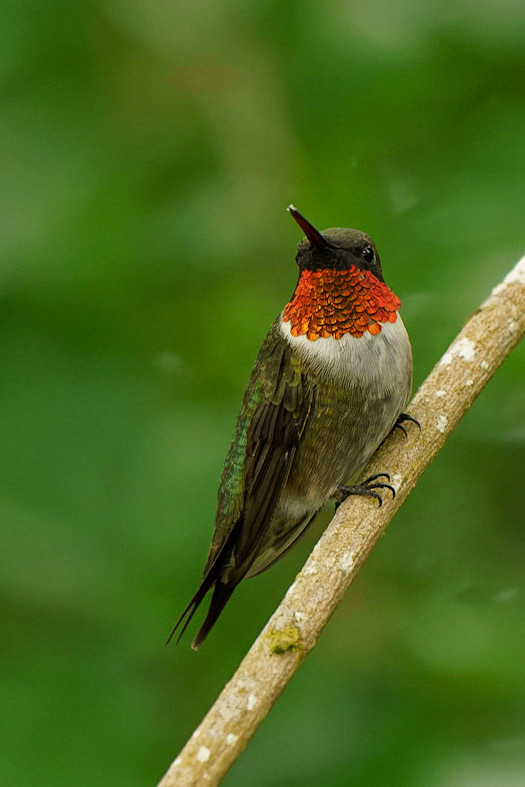 Ruby-throated Hummingbird, Archilochus colubris