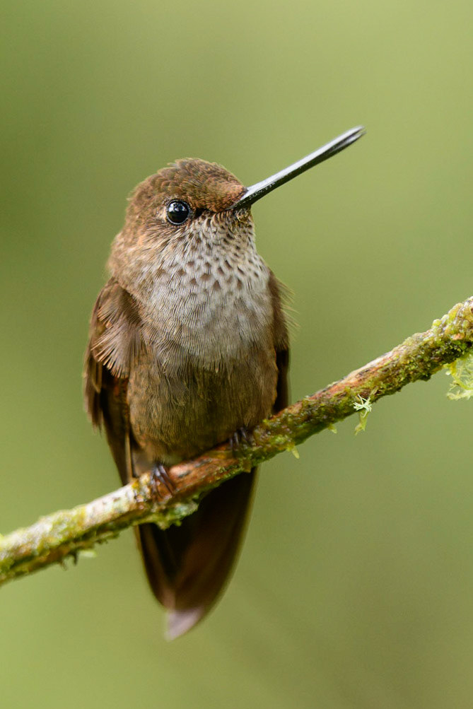 Bronzy Inca, Coeligena coeligena