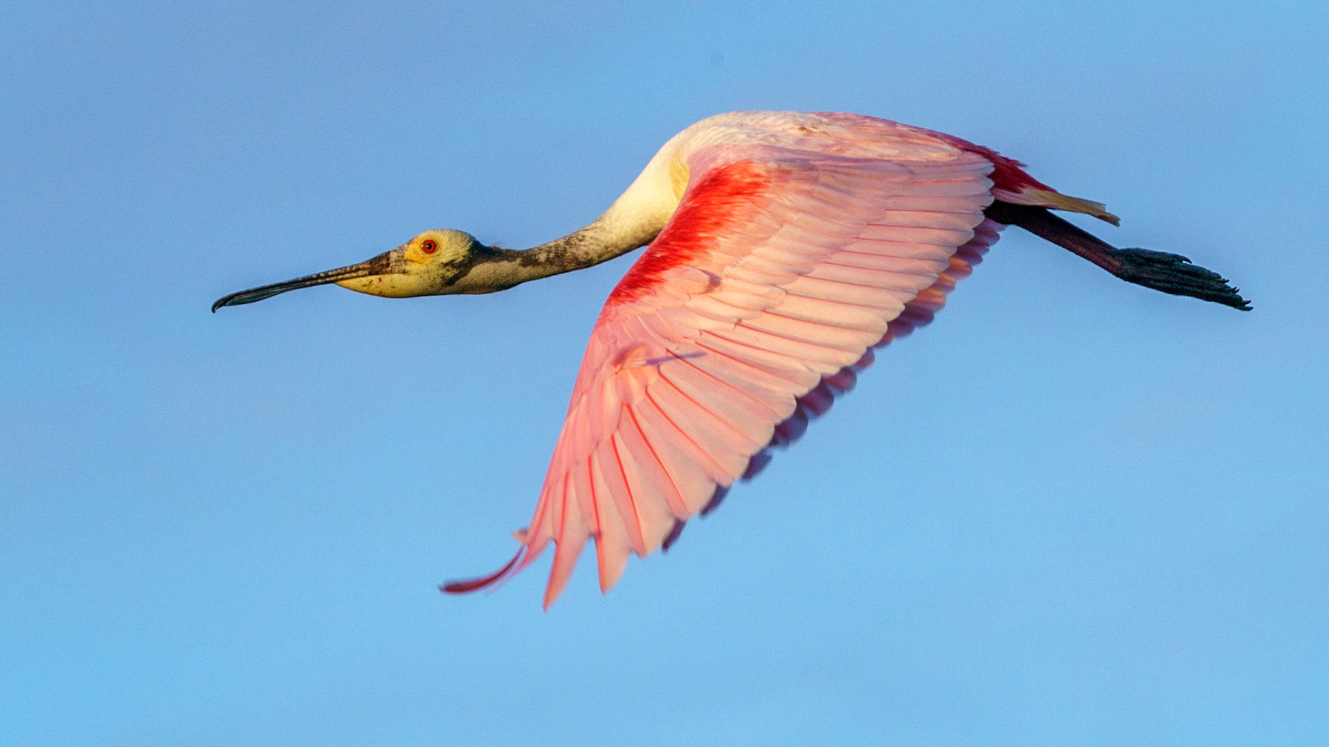 Roseate Spoonbill, Platalea ajaja