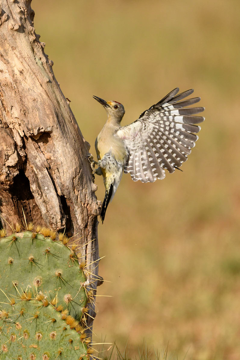 Golden-fronted Woodpecker Melanerpes aurifrons