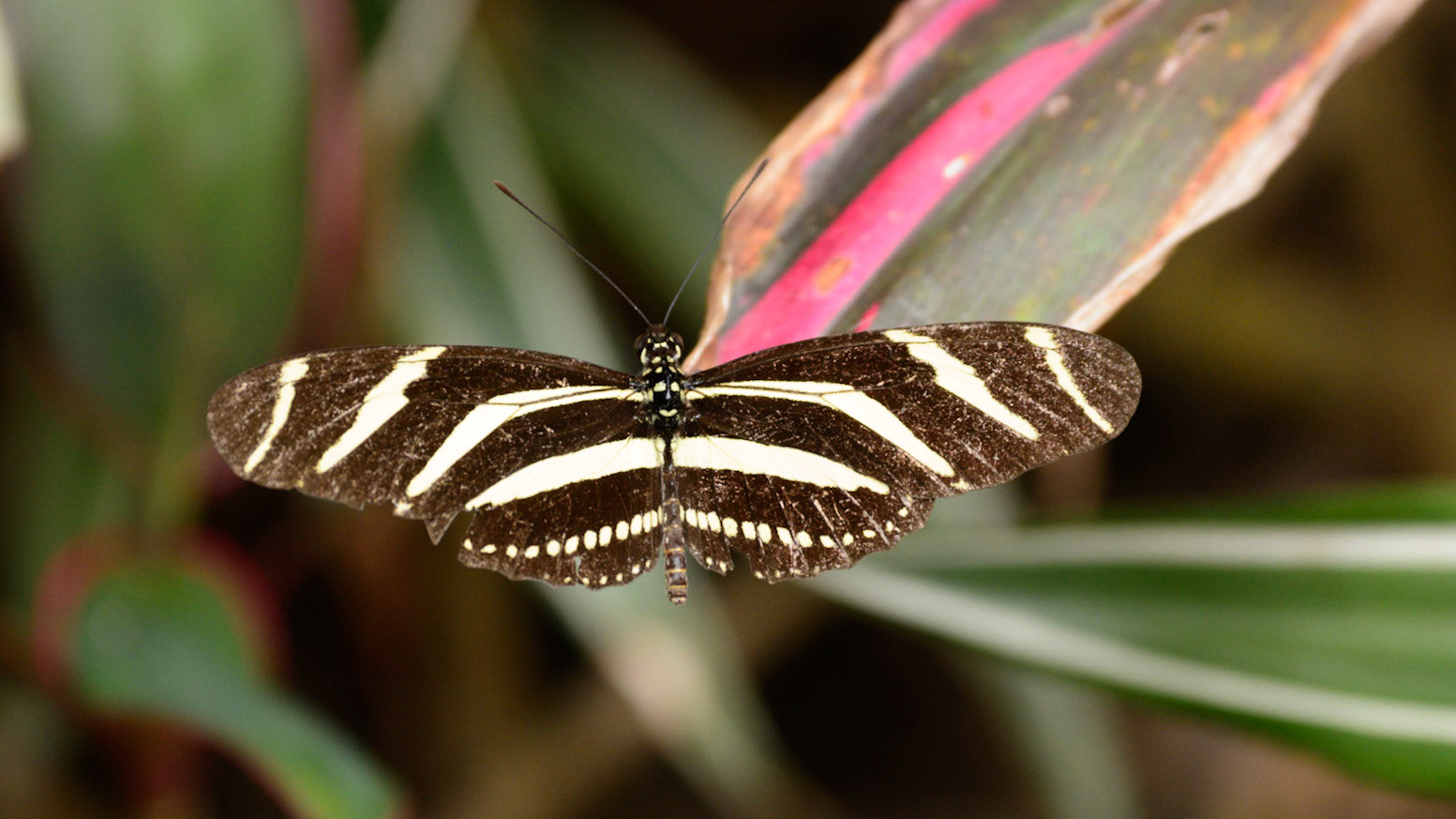 Zebra Longwing, Heliconius charithonia