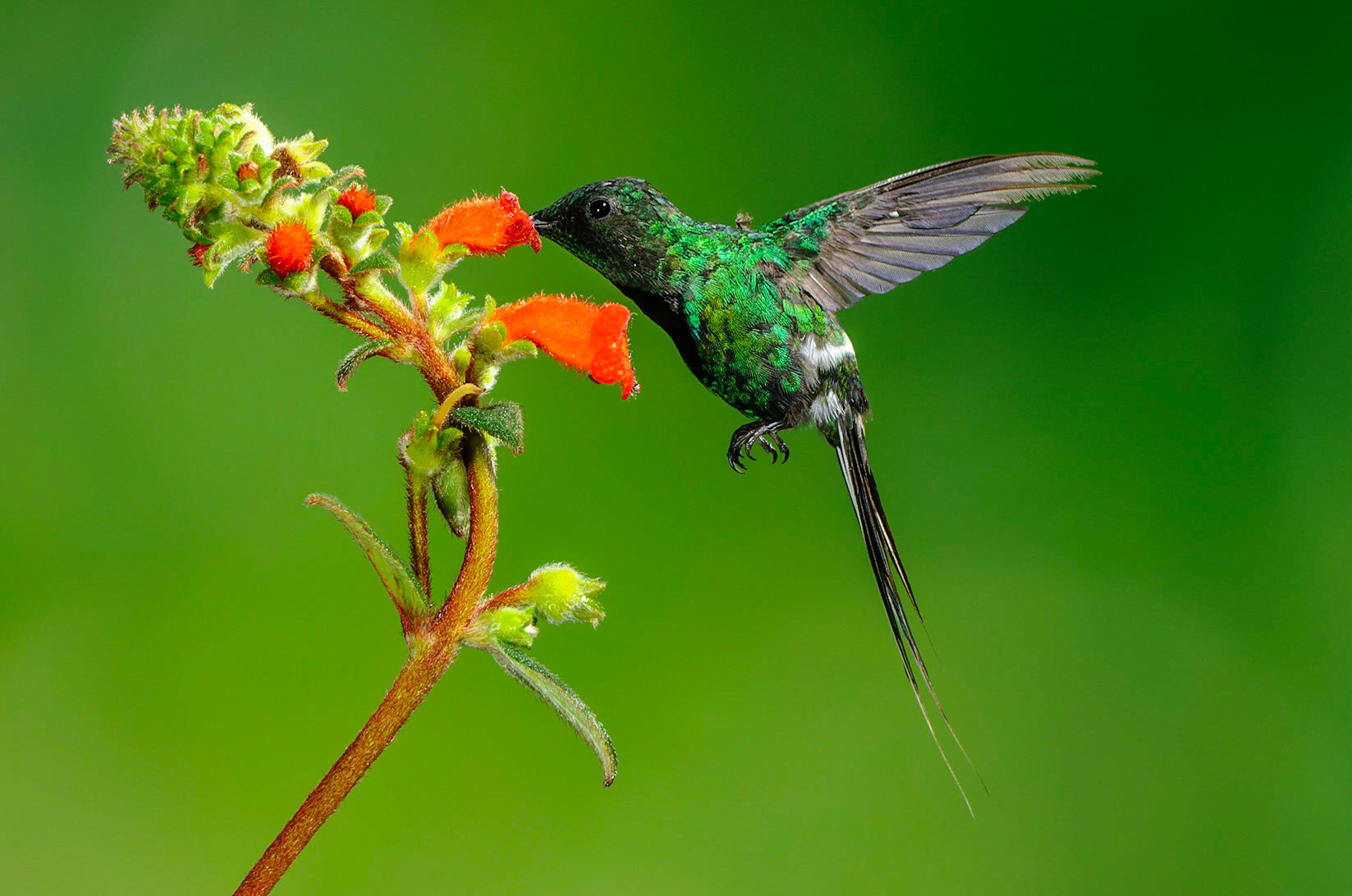 Green Thorntail, Discosura conversii