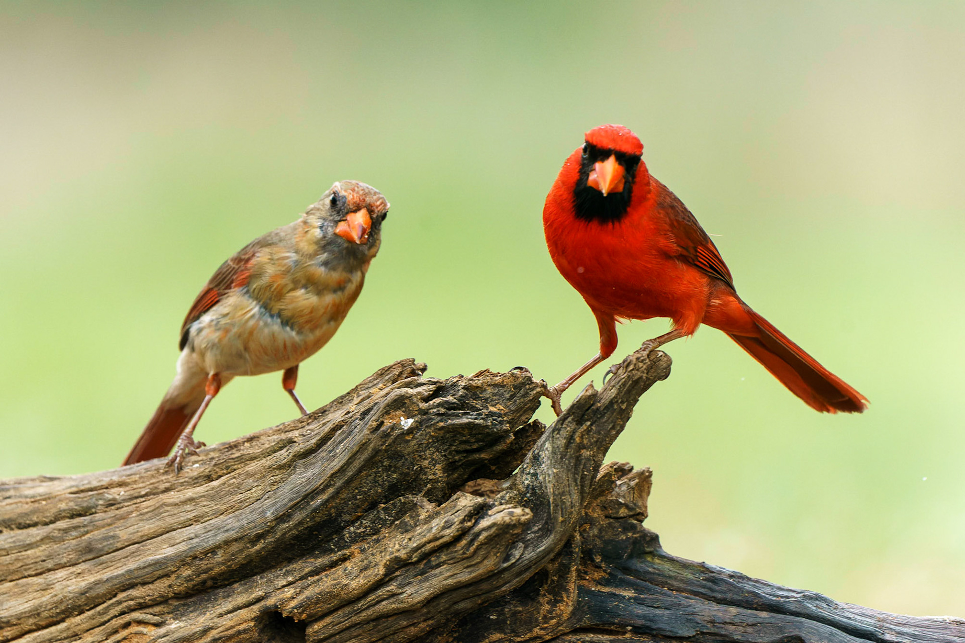 Northern Cardinal, Cardinalis cardinalis