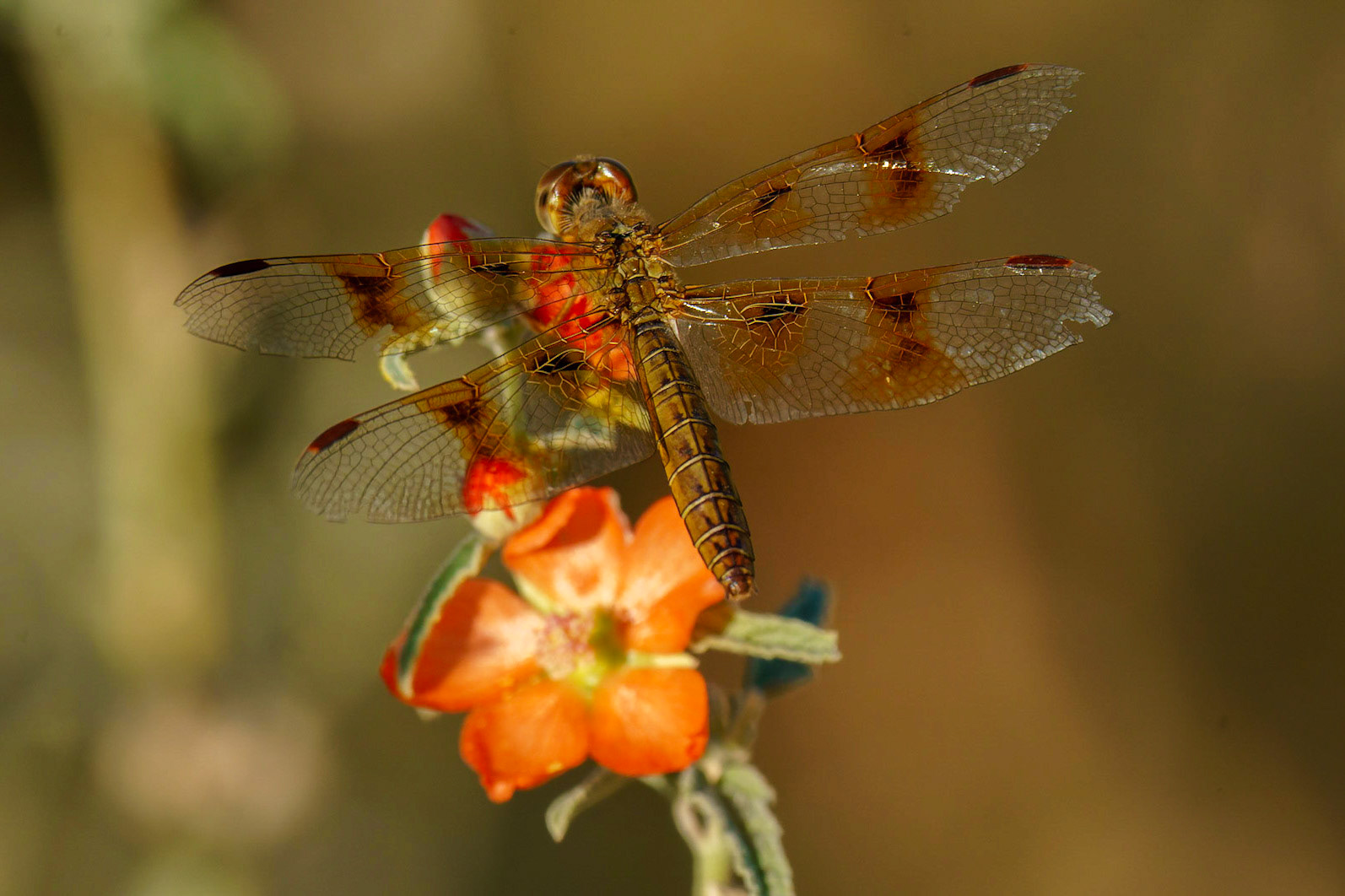 Mexican Amberwing (Female), Perithemis intensa and Desert Globemallow, Sphaeralcea ambigua