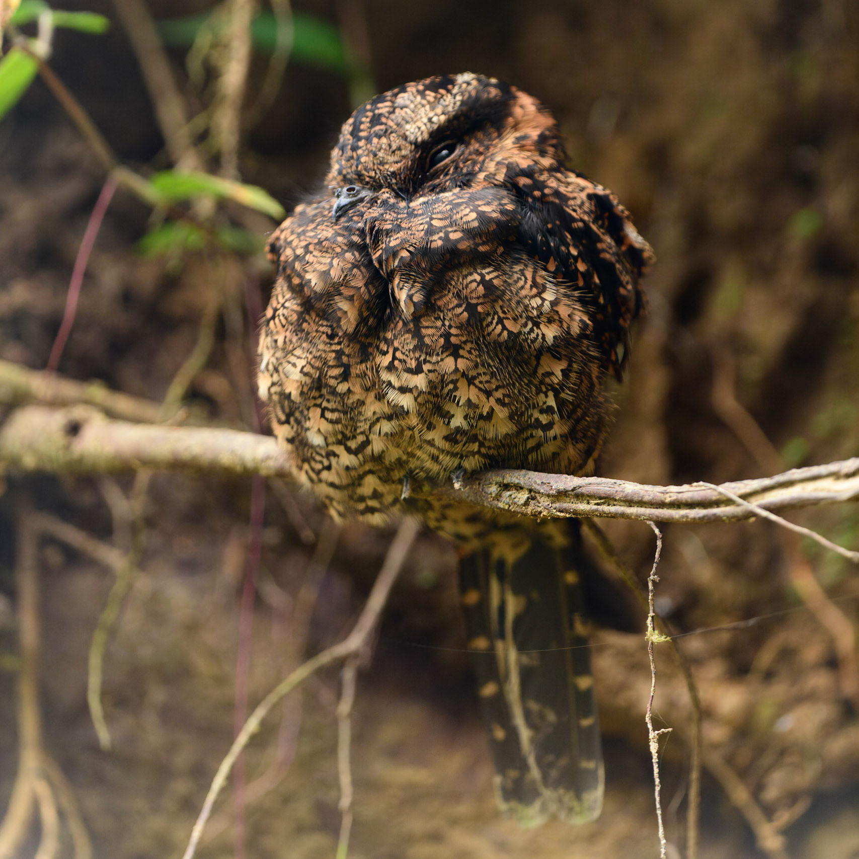Lyre-tailed Nightjar. Uropsalis lyra