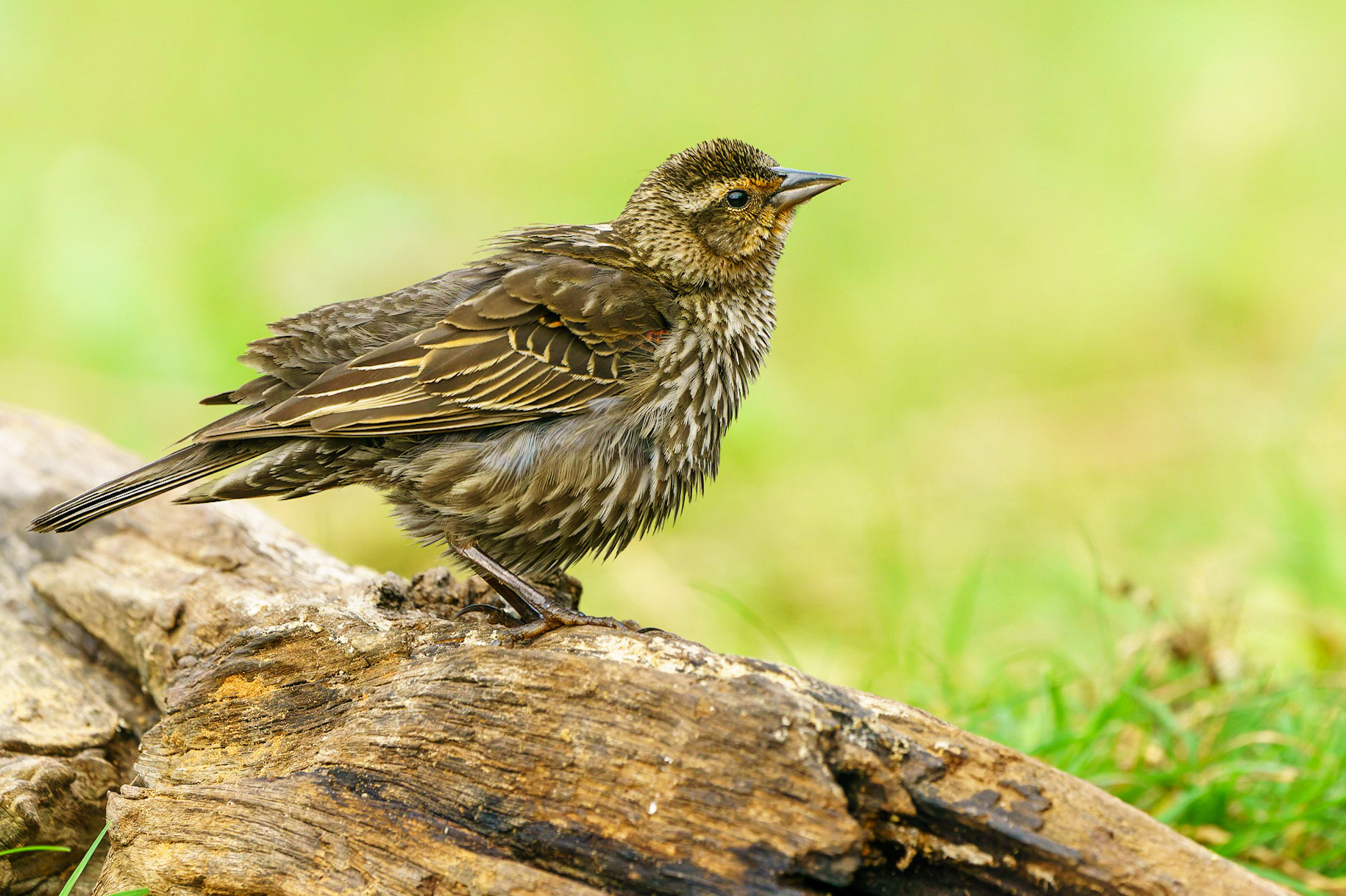 Red-winged Blackbird, Agelaius phoeniceus