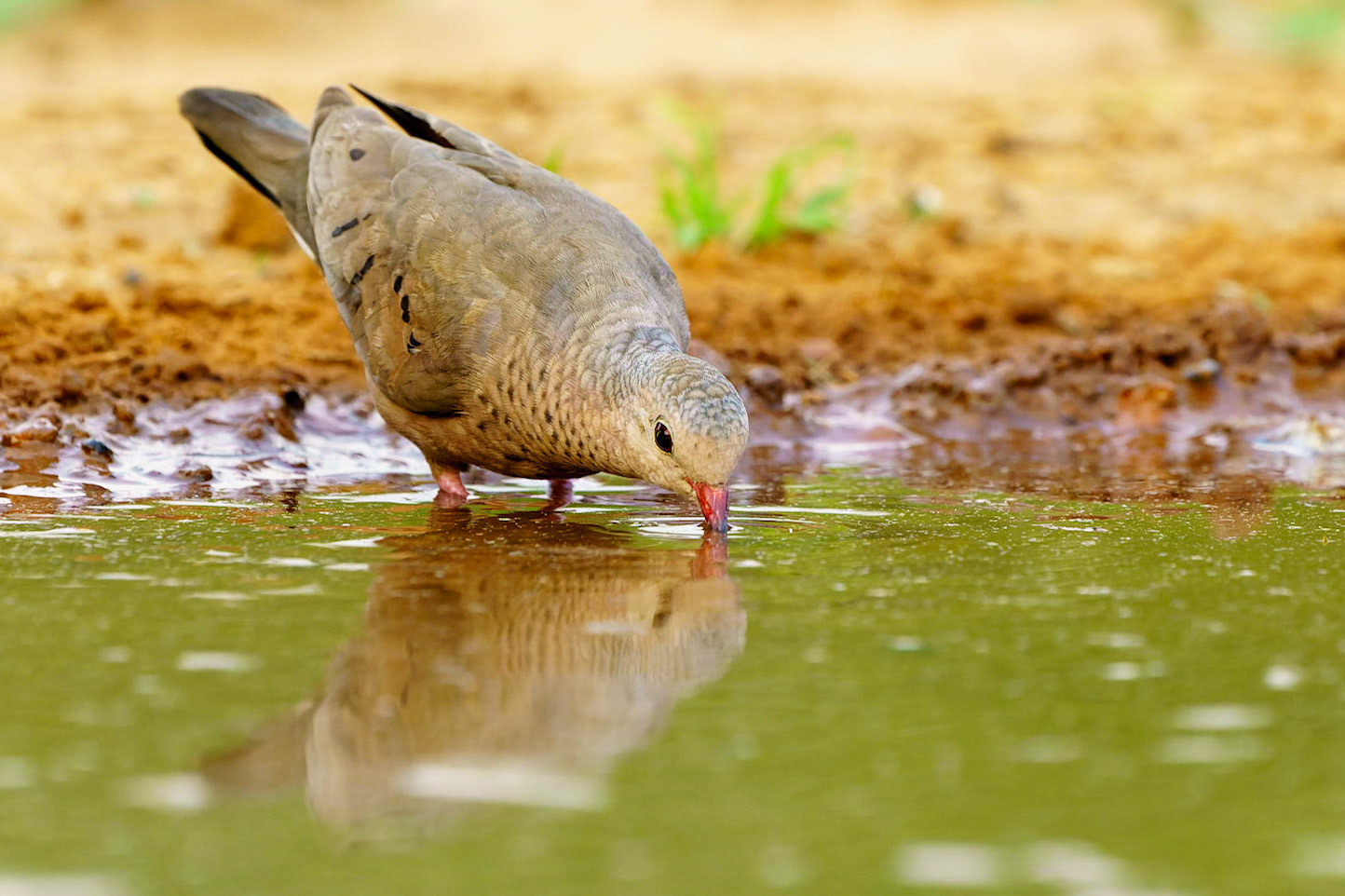 Common Ground Dove, Columbina passerina