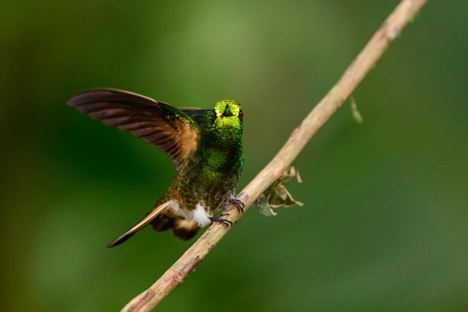 Buff-tailed Coronet, Boissonneaua flavescens