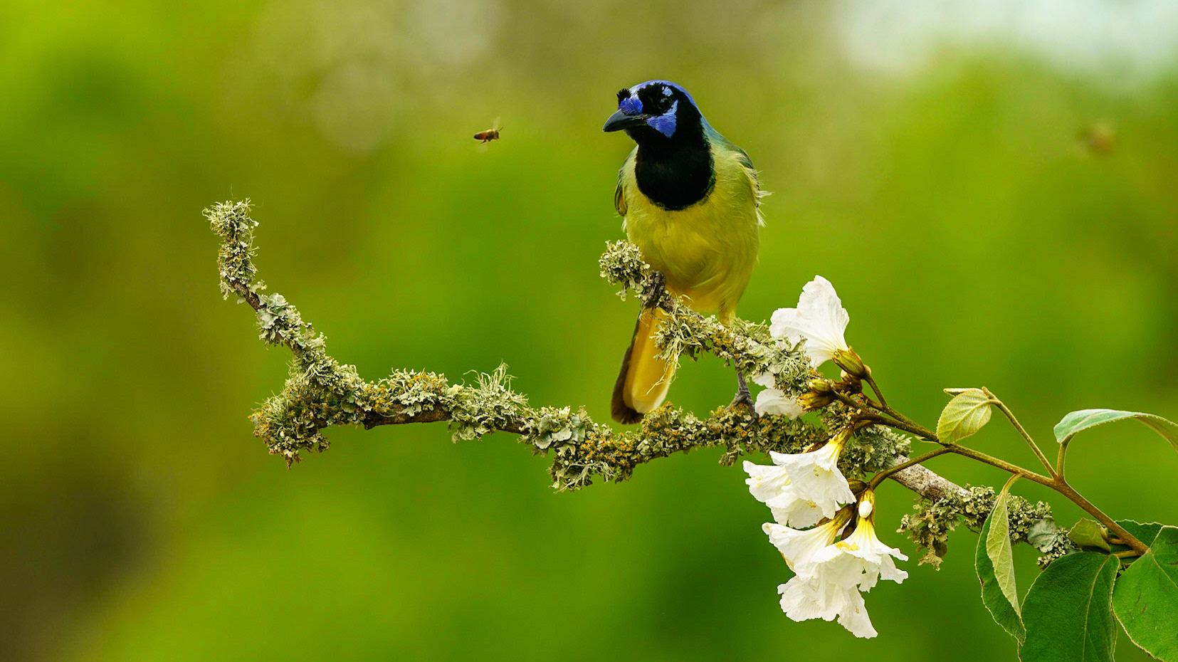 Green Jay, Cyanocorax yncas