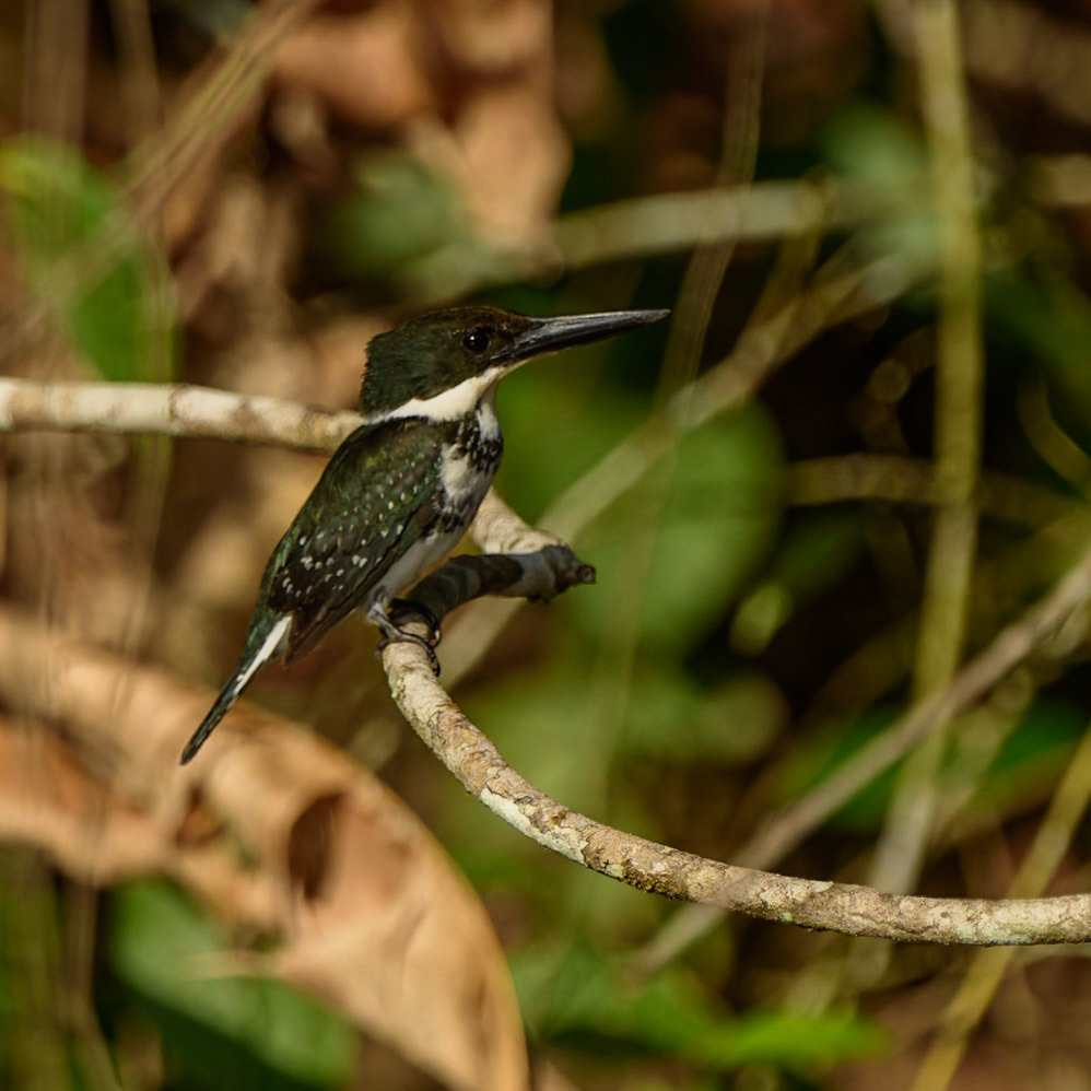 Green Kingfisher, Chloroceryle americana