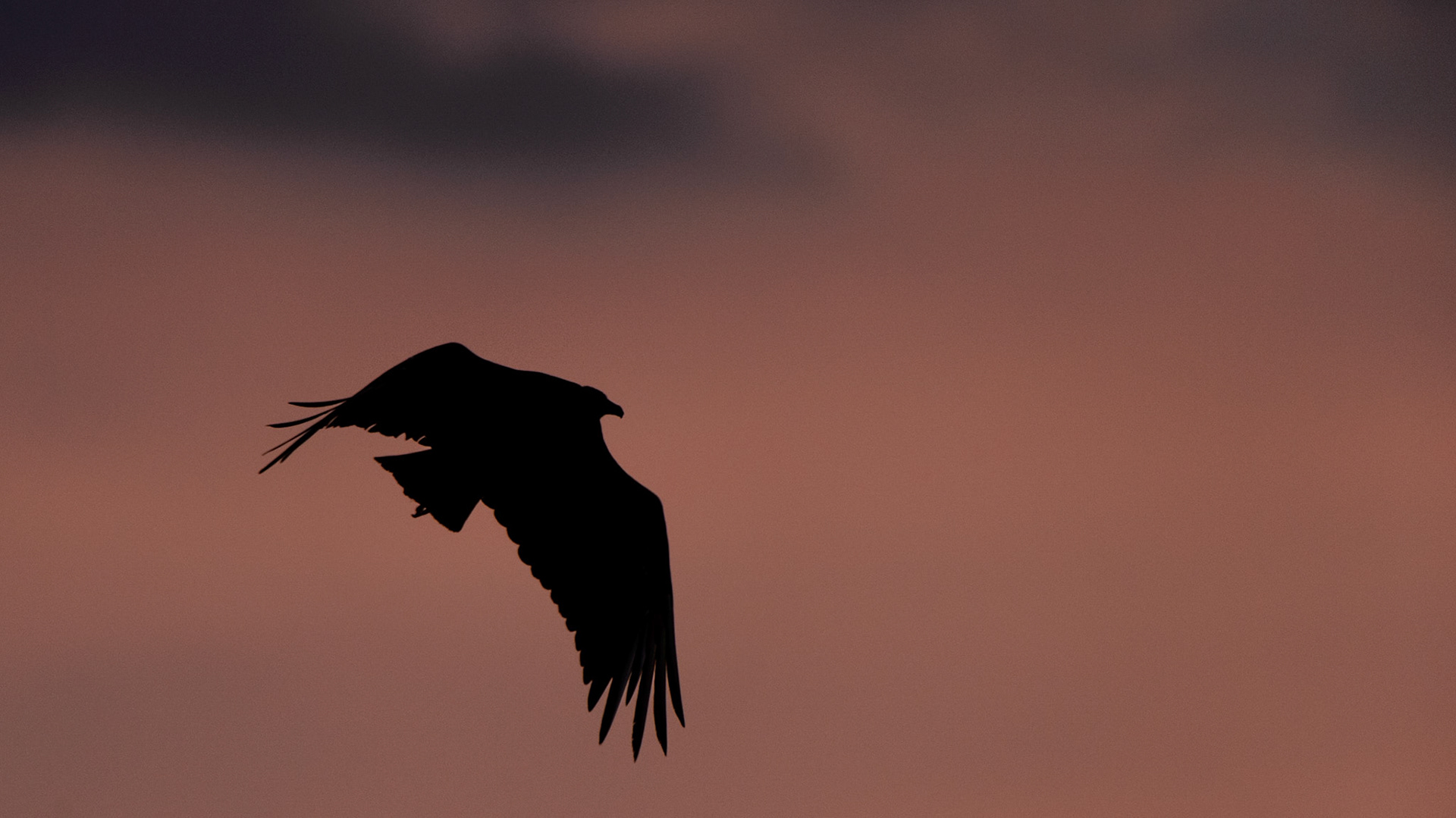 Black Vulture, Coragyps atratus