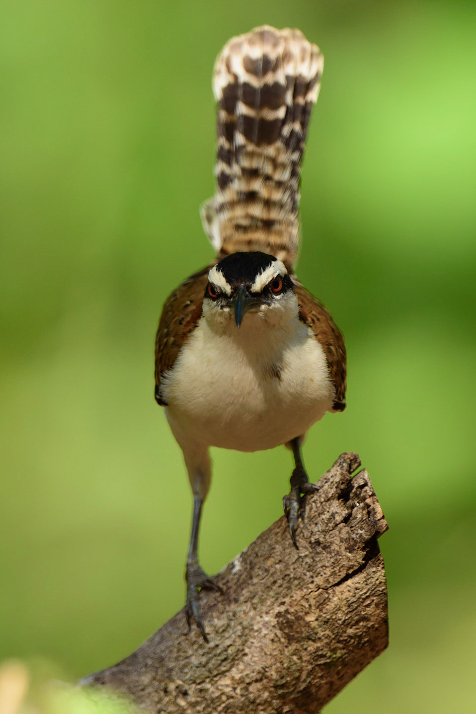 Strutting - Rufous-naped Wren, Campylorhynchus rufinucha