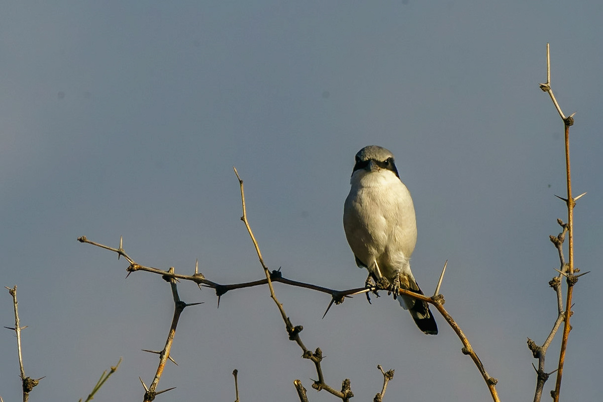 Loggerhead Shrike, Lanius ludovicianus