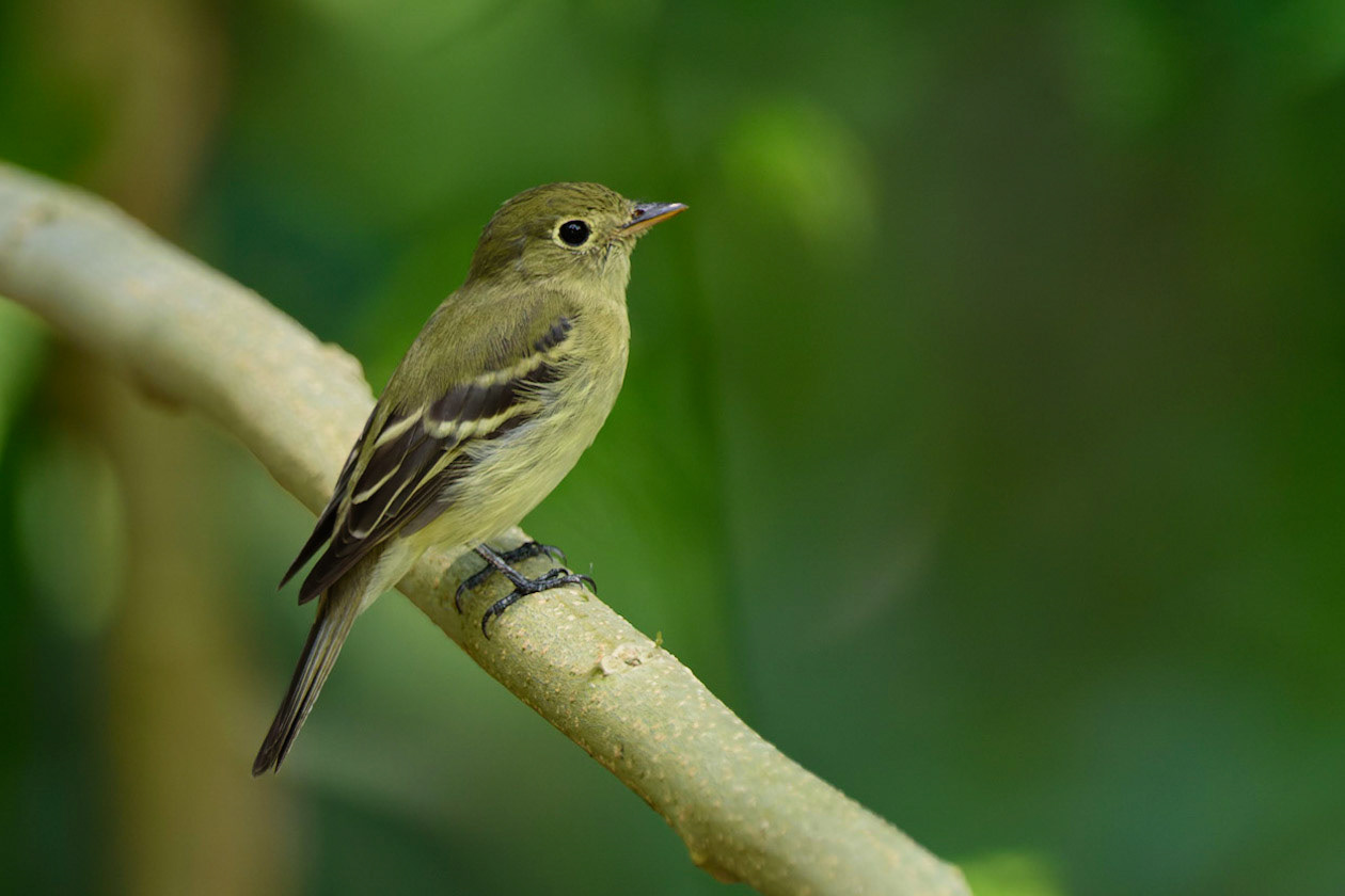 Yellowish Flycatcher, Empidonax flavescens