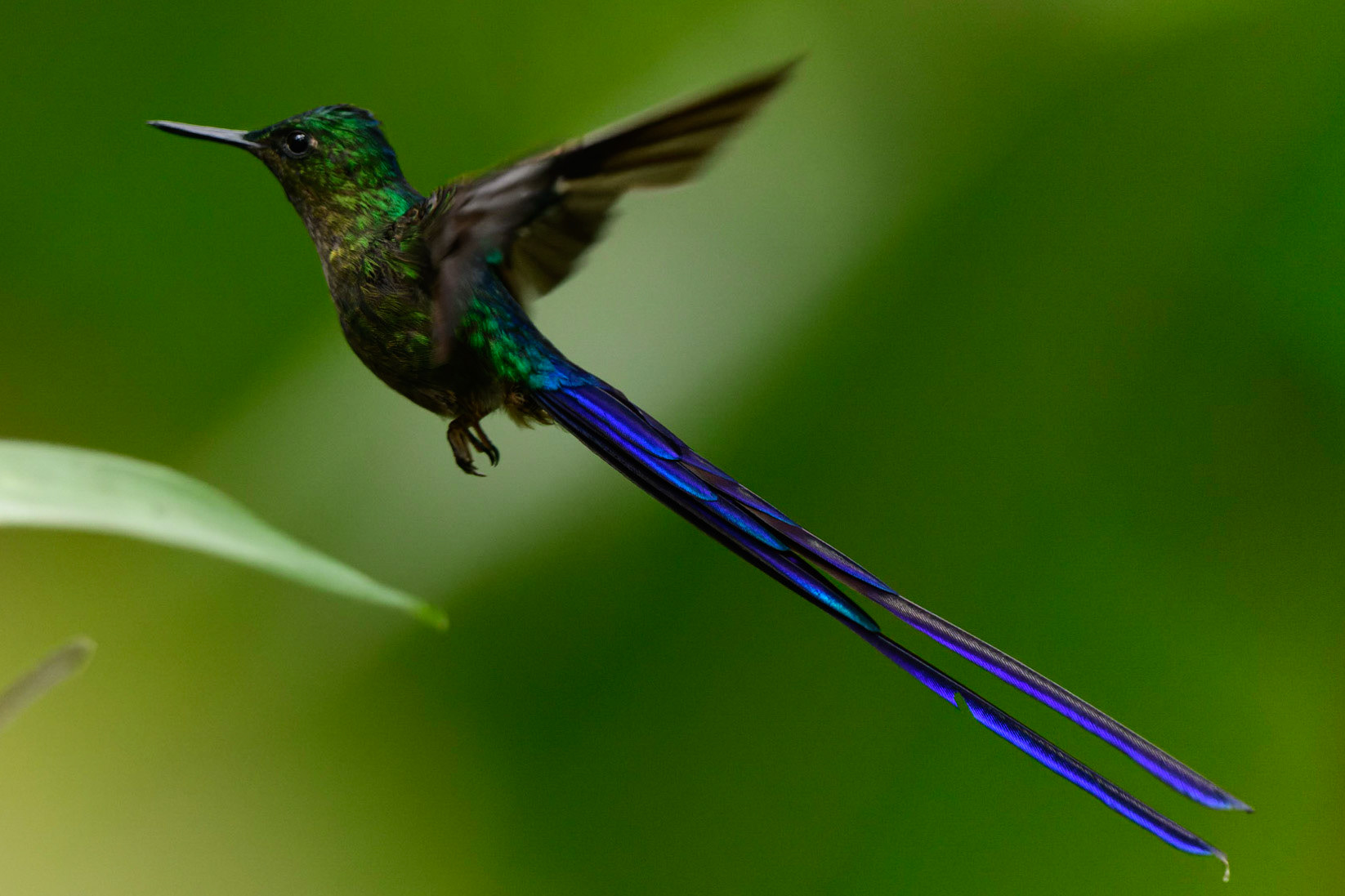 Violet-tailed Sylph, Aglaiocercus coelestis