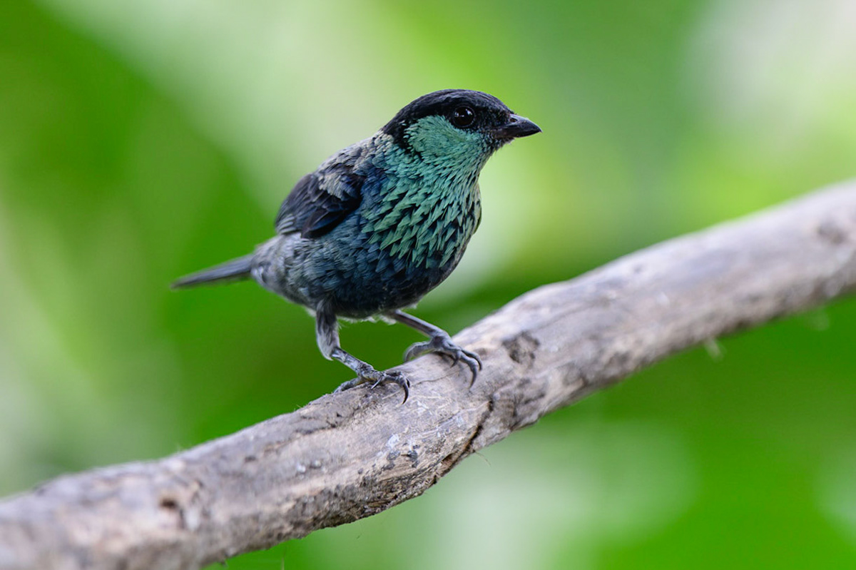 Black-capped Tanager, Tangara heinei