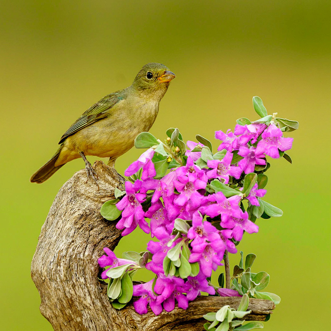 Painted Bunting, Passerina ciris