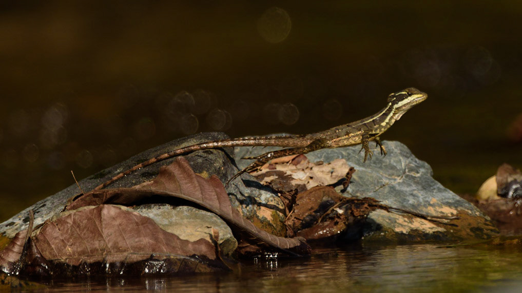 Common Basilisk, Basiliscus basiliscus