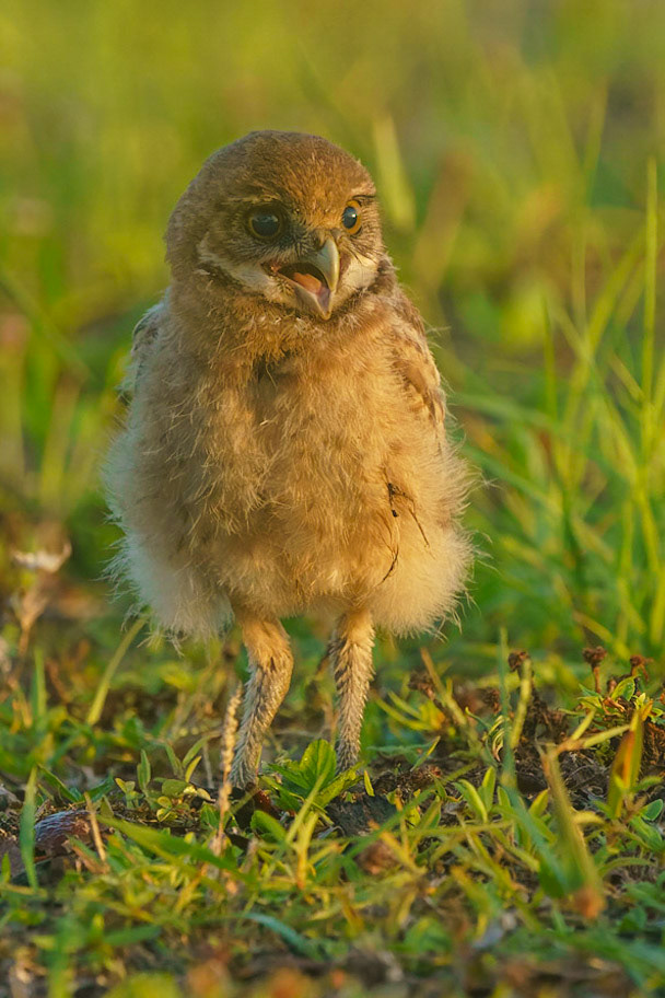 Burrowing Owl, Athene cunicularia