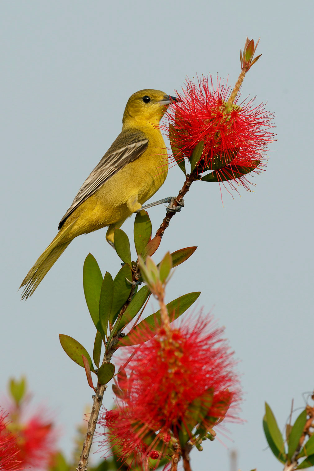 Orchard Oriole, Icterus spurius